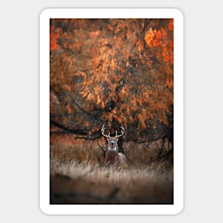 Big White Tailed Buck Sticker